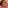 Deep Sunset Blush Trios